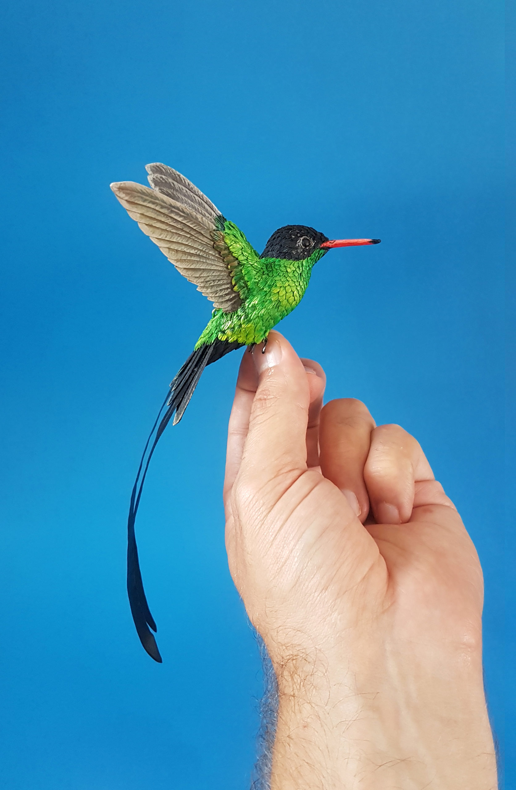 doctor+bird7